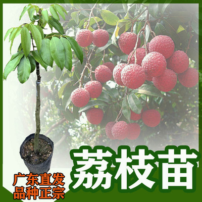 优质果树妃子笑嫁接苗 无核荔枝果苗桂味糯米滋南方种植带土带叶