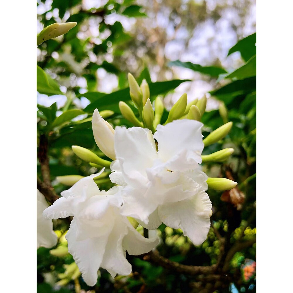 水晶茉莉花苗狗牙花盆栽丁香茉莉带花苞浓香型庭院阳台秋香花盆栽