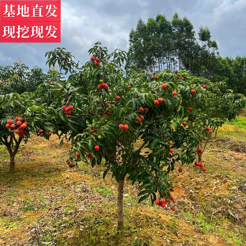 广西荔枝树苗冰荔荔枝桂味荔枝仙进奉观音绿果树嫁接苗南北方种植