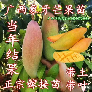 红象牙芒果树苗香甜象牙芒果苗嫁接树苗四季种植当年结果盆栽地栽