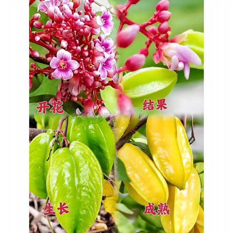 杨桃树苗台湾甜杨桃 B10大果苗纯甜嫁接四季结果庭院阳台盆栽地栽,鲜花速递/花卉仿真/绿植园艺,果树,淘宝优惠券,粉丝福利购,淘宝优惠卷