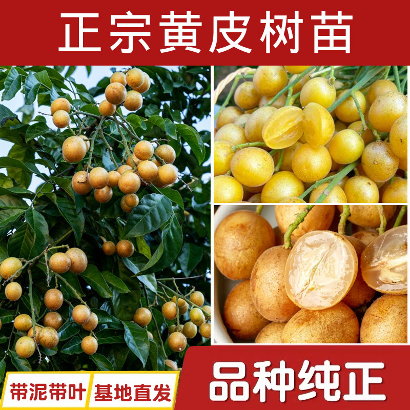 广西黄皮树苗嫁接大鸡心黄皮树苗贵妃苗无核黄皮树苗盆栽庭院种植