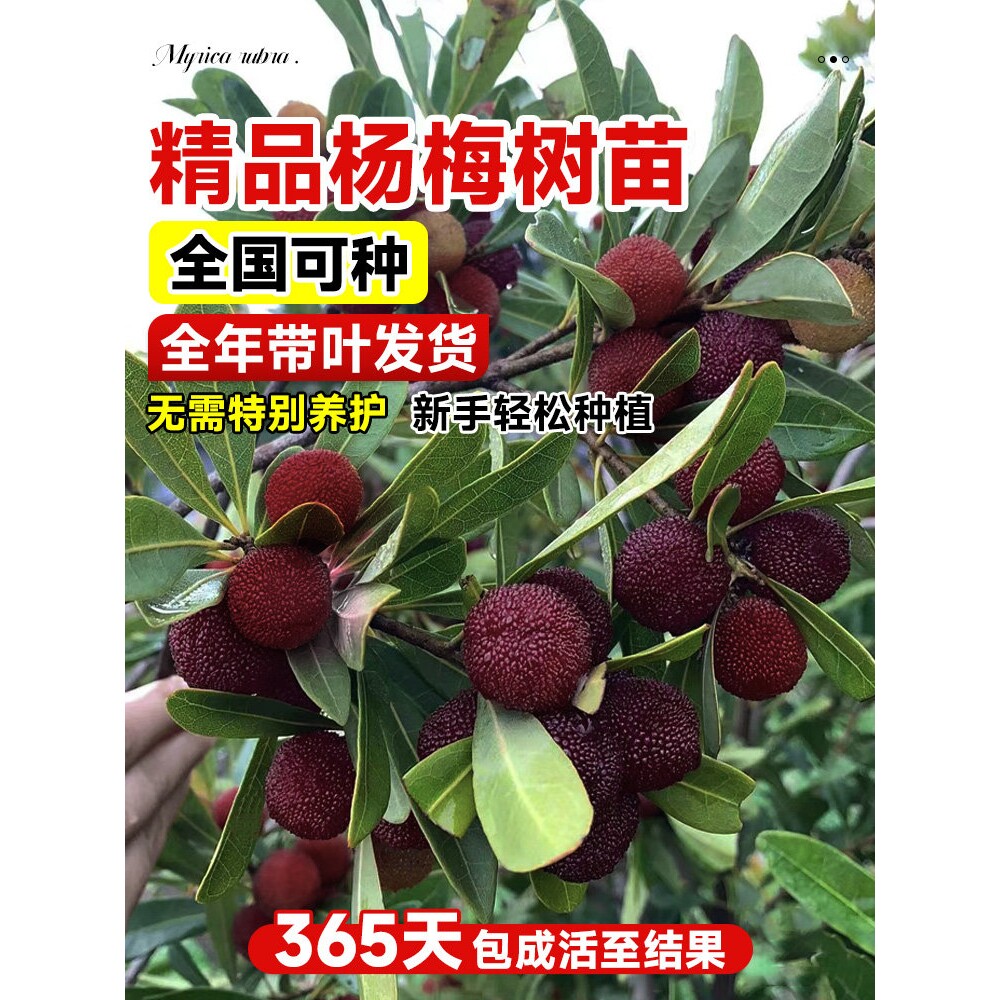 正宗仙居东魁杨梅树树苗带土南北方嫁接果树果苗早熟黑炭当年结果