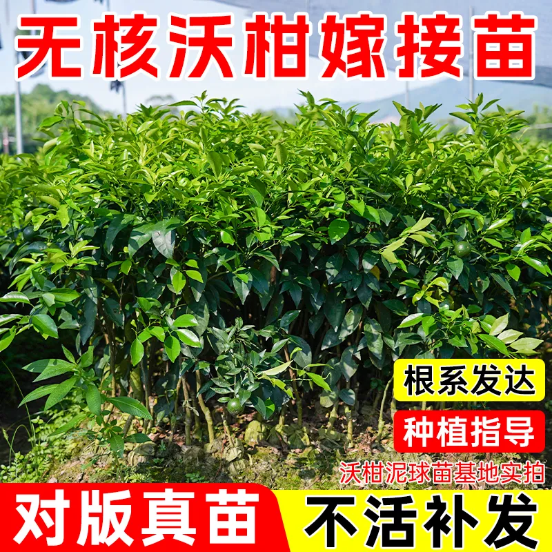 红美人爱媛28号苗无核沃柑嫁接南北方通用嫁接沃柑苗阳台盆栽庭园
