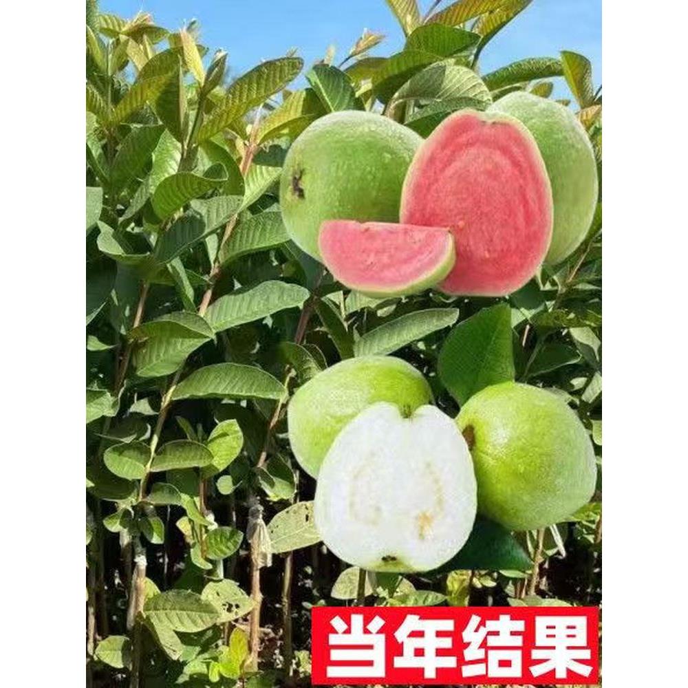 珍珠番石榴树果苗红心帝王芭乐树苗四季结果嫁接果树果苗当年结果
