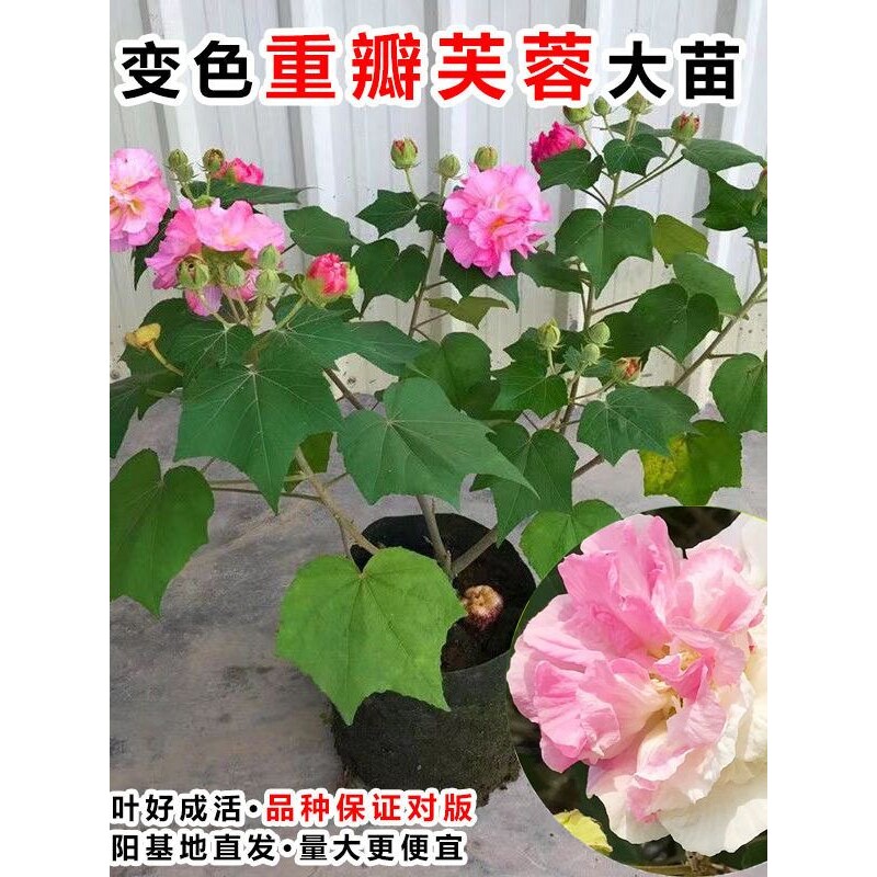 三醉芙蓉花苗变色拒霜花重瓣木芙蓉花盆栽带花苞耐寒冷室内外好养