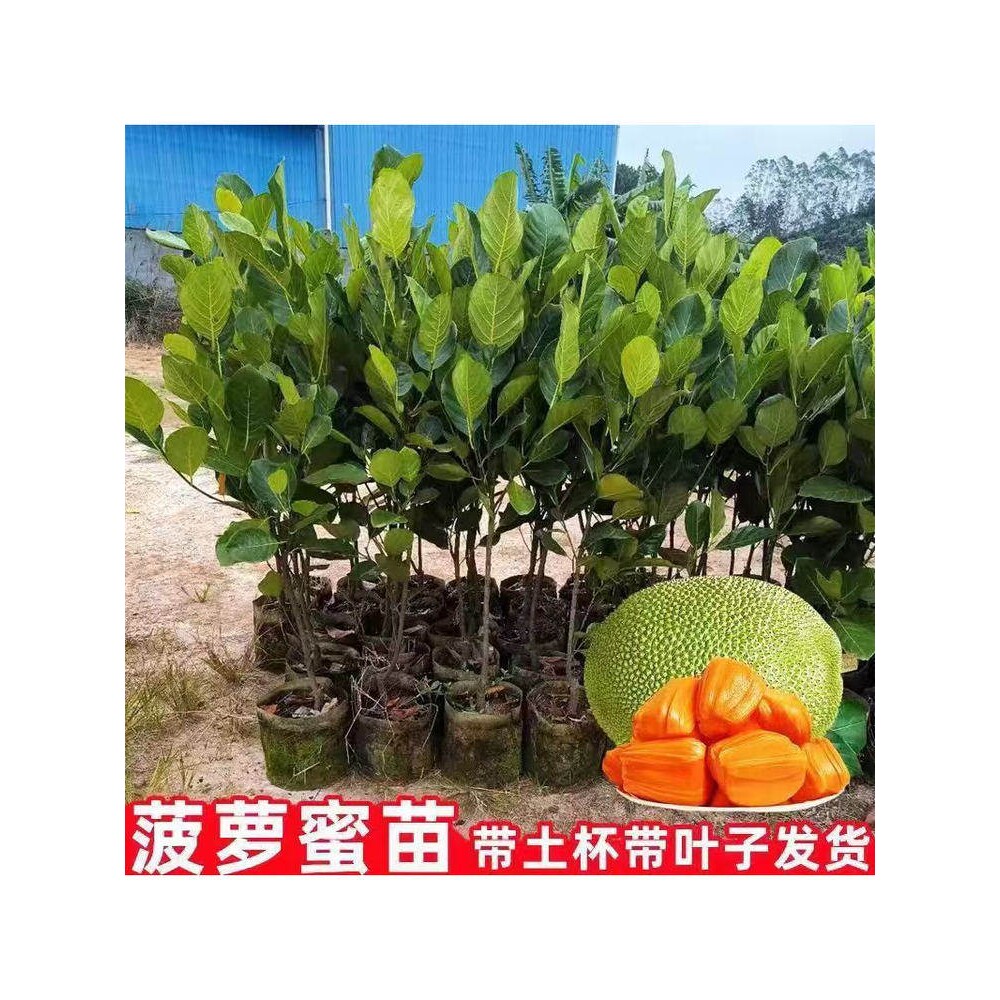 菠萝蜜树树苗嫁接果树果苗四季水果苗室内外庭院盆栽种苗耐寒榴莲
