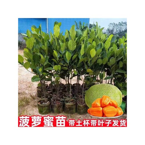 菠萝蜜树树苗嫁接果树果苗四季水果苗室内外庭院盆栽种苗耐寒榴莲