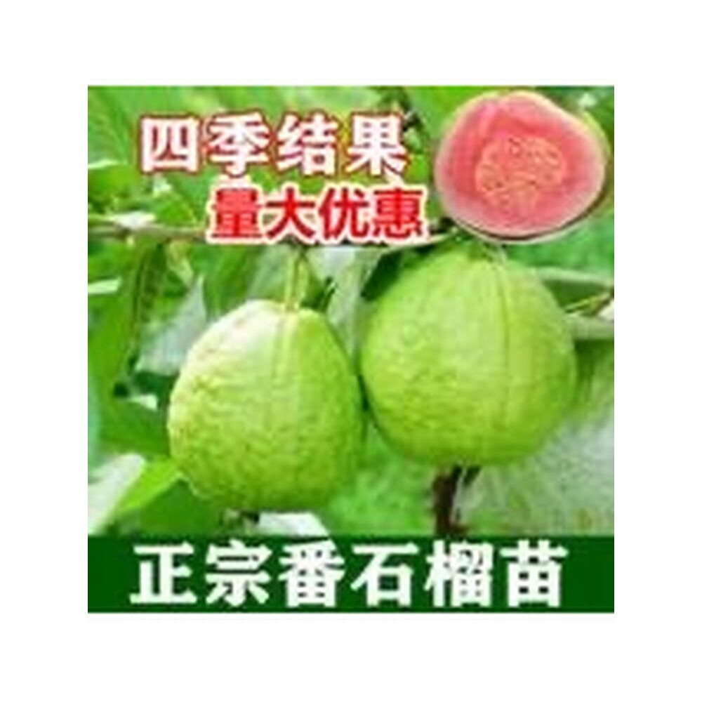 番石榴树苗红心芭乐果树苗四季结果嫁接苗门前屋后庭院盆栽地栽