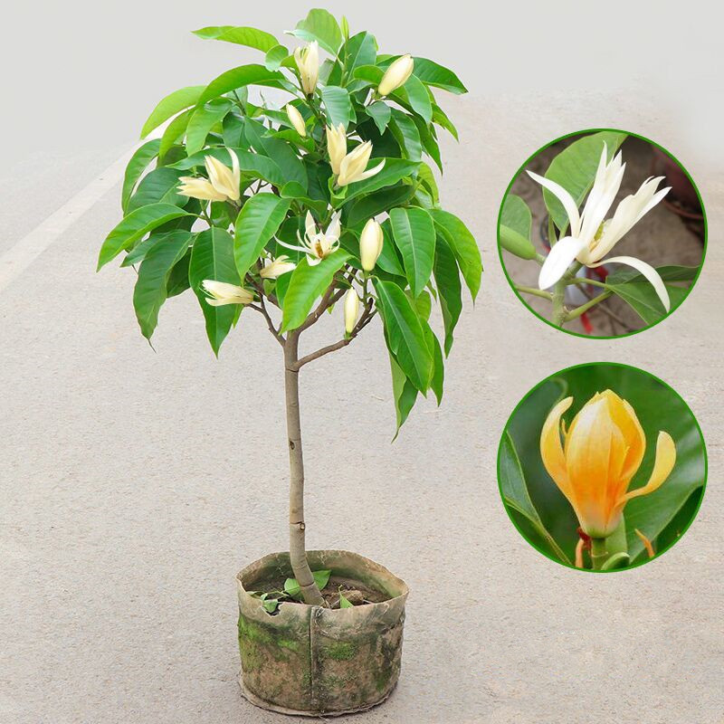 白兰花树苗玉兰小苗庭院室内盆栽四季常青植物浓香花卉黄桷兰花苗