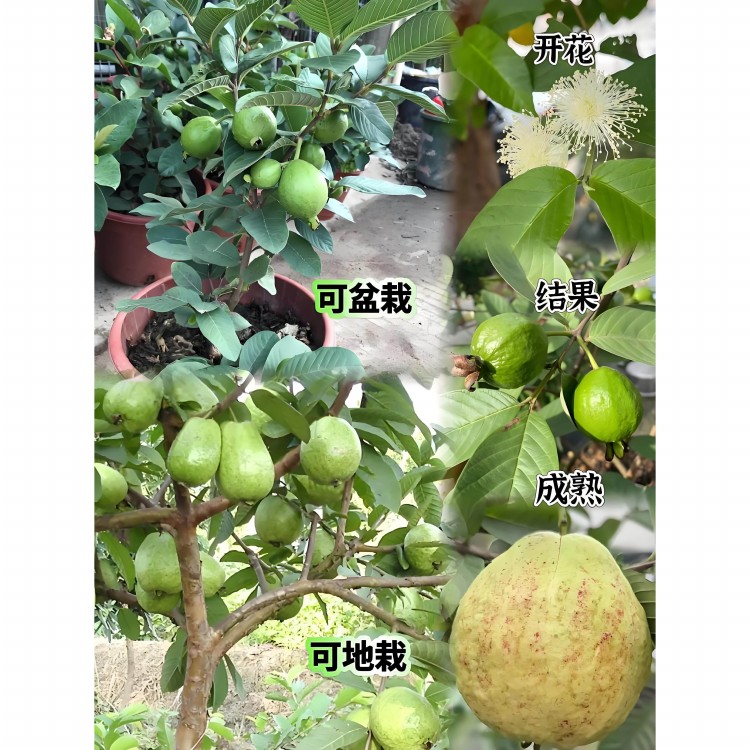 正宗番石榴果树苗嫁接四季珍珠奶油红宝石无籽胭脂红西瓜芭乐果苗