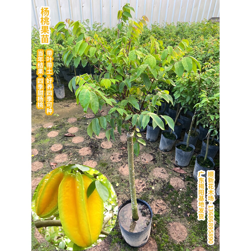 杨桃树苗果树结果四季甜杨桃台湾大果杨桃苗庭院阳台盆栽好养果苗