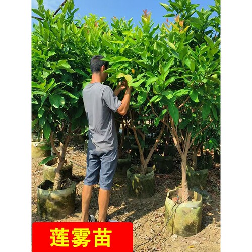 台湾黑糖芭比 黑金刚莲雾苗红翡翠嫁接苗当年结果四季耐寒南北种