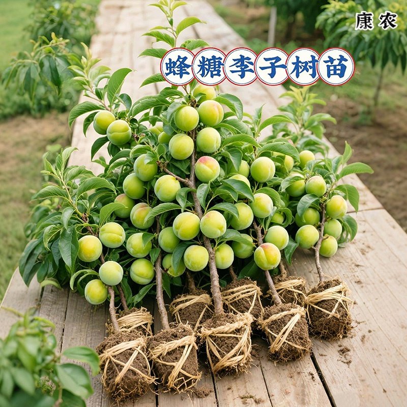 蜂糖李子树苗嫁接特大晚熟脱骨青脆李子果树苗南北方种三华李树苗
