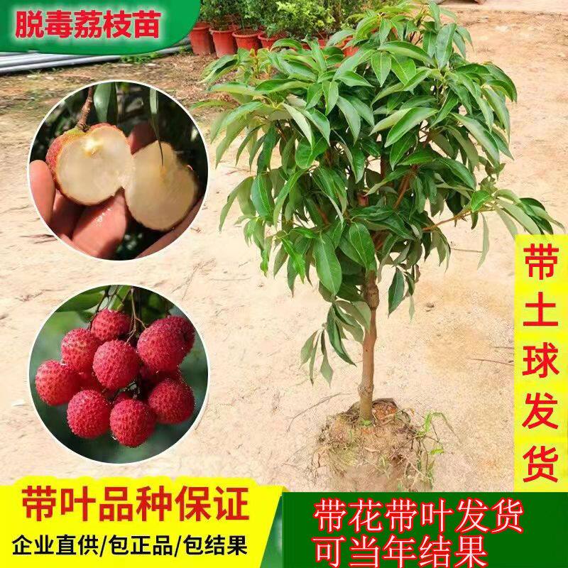 嫁接荔枝果树苗桂花香无核桂味妃子笑南北方庭院种植当年结果带土