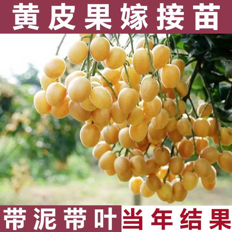 高产贵妃嫁接黄皮树苗无核大果鸡心南方庭院种植黄皮果苗带土带叶