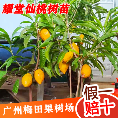 农科院选育蛋黄果苗树鸡蛋果树水果树南方种植四季广东种植盆栽庭