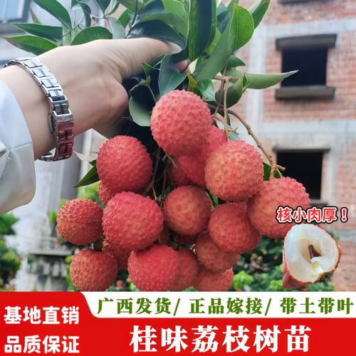 荔枝苗桂味荔枝树苗嫁接果树南北方种植庭院阳台盆栽地栽当年带叶