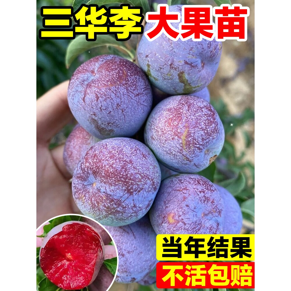 三华李子树苗新品种红心正宗脆蜂糖李嫁接苗南北方种植果树果苗