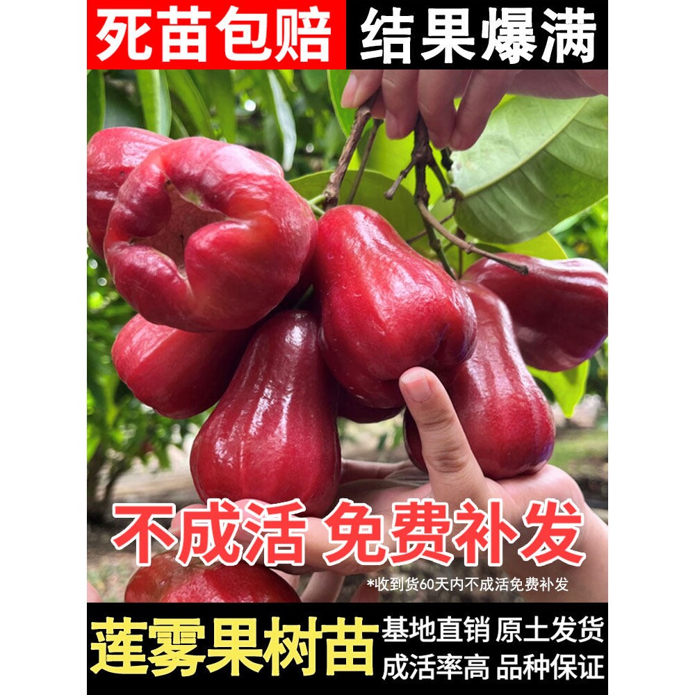 万润海南莲雾树苗黑金刚黑糖芭比连雾水果树庭院地栽树苗四季种植