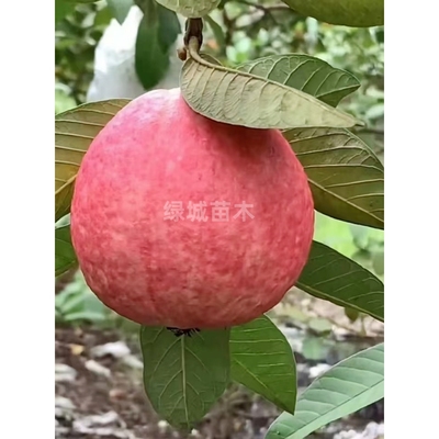 四季番石榴树苗胭脂红番石榴红心芭乐鸡屎果树苗庭院地栽当年结果