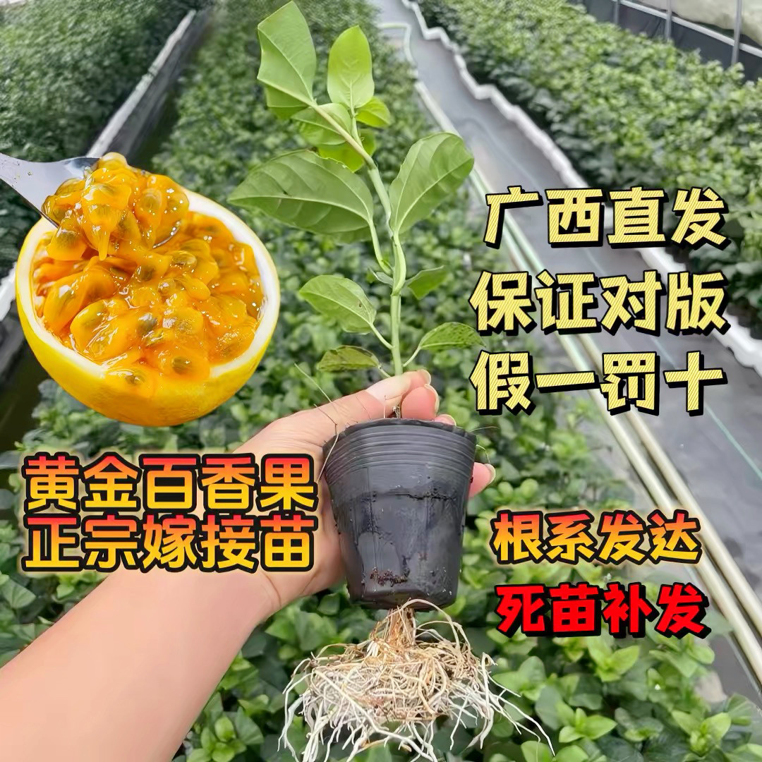 广西正宗黄金百香果果苗嫁接苗纯甜无酸四季结果带土南北方种植