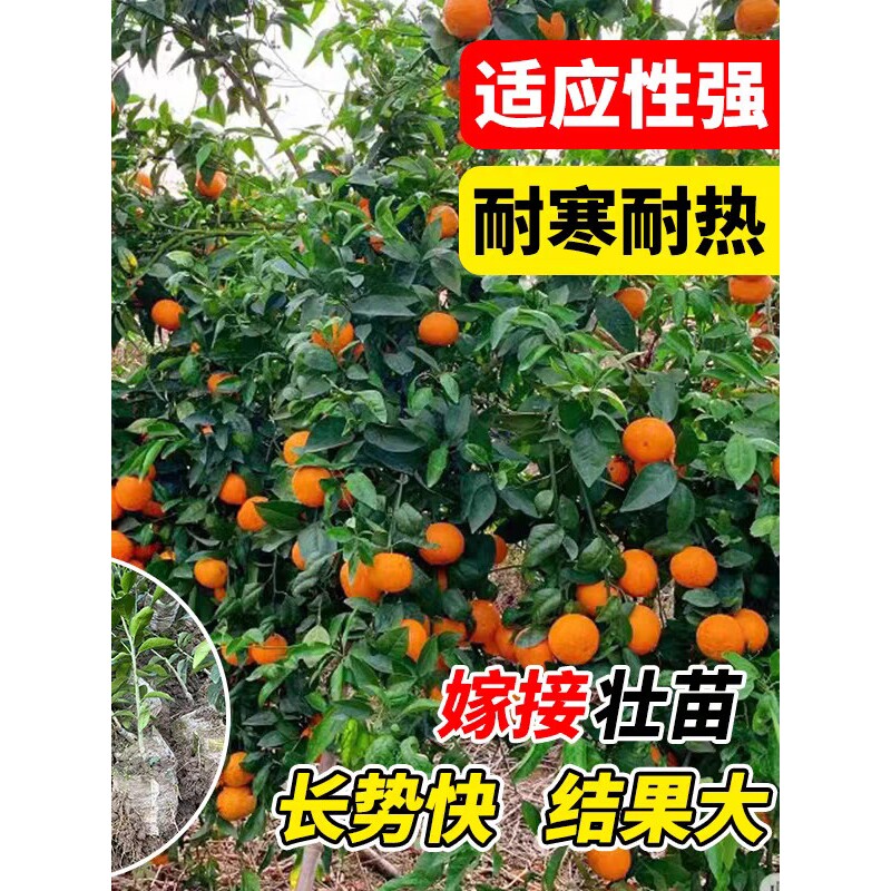 沃柑树苗正宗嫁接无籽无核沃柑苗砂糖柑橘果树果树苗桔子南北树苗