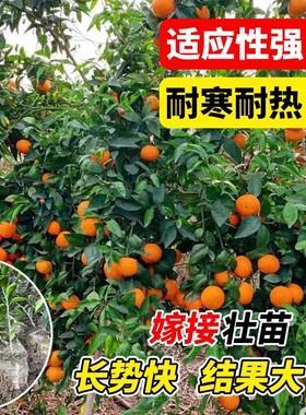沃柑树苗正宗嫁接无籽无核沃柑苗砂糖柑橘果树果树苗桔子南北树苗