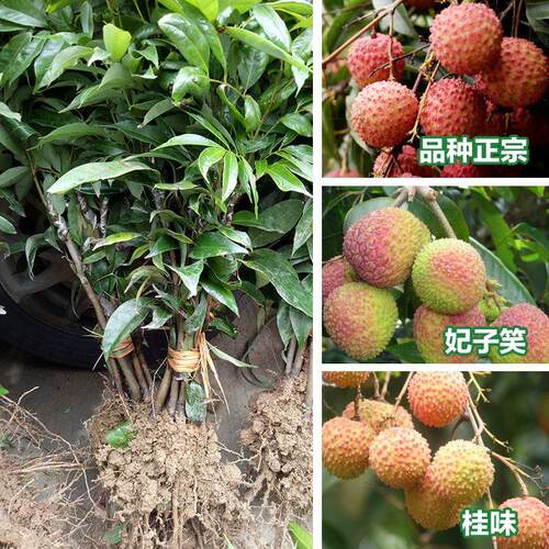 荔枝树苗妃子笑桂味正宗品种嫁接苗庭院植物南方广西发货一棵