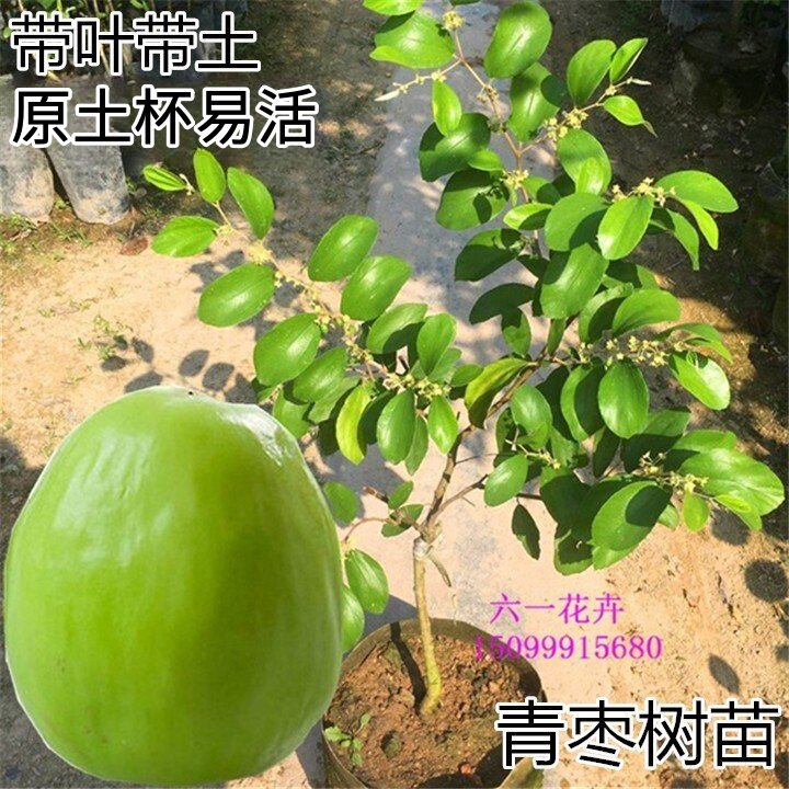台湾大青枣树苗 牛奶枣苗 蜜丝枣树苗 当年结果嫁接果树带叶带土
