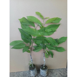 释迦果树苗 台湾番荔枝苗 番鬼荔枝嫁接当年结果南方种植盆栽果树