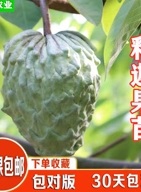 台湾凤梨释迦苗嫁接释迦果苗番鬼荔枝释迦果树苗 盆栽地栽果苗