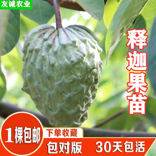 台湾凤梨释迦苗嫁接释迦果苗番鬼荔枝释迦果树苗 盆栽地栽果苗