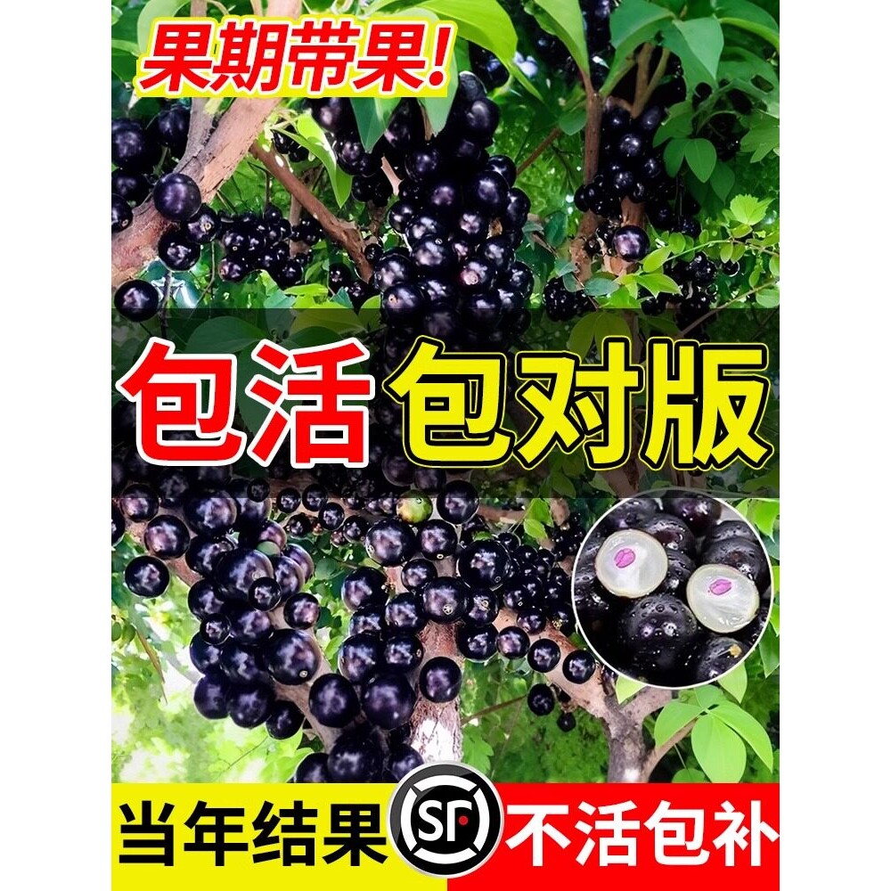 正宗嘉宝果新鲜果沙巴树苗南北方阳台庭院四季果树苗结果种植盆栽 - 实物图
