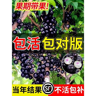 正宗嘉宝果新鲜果沙巴树苗南北方阳台庭院四季果树苗结果种植盆栽