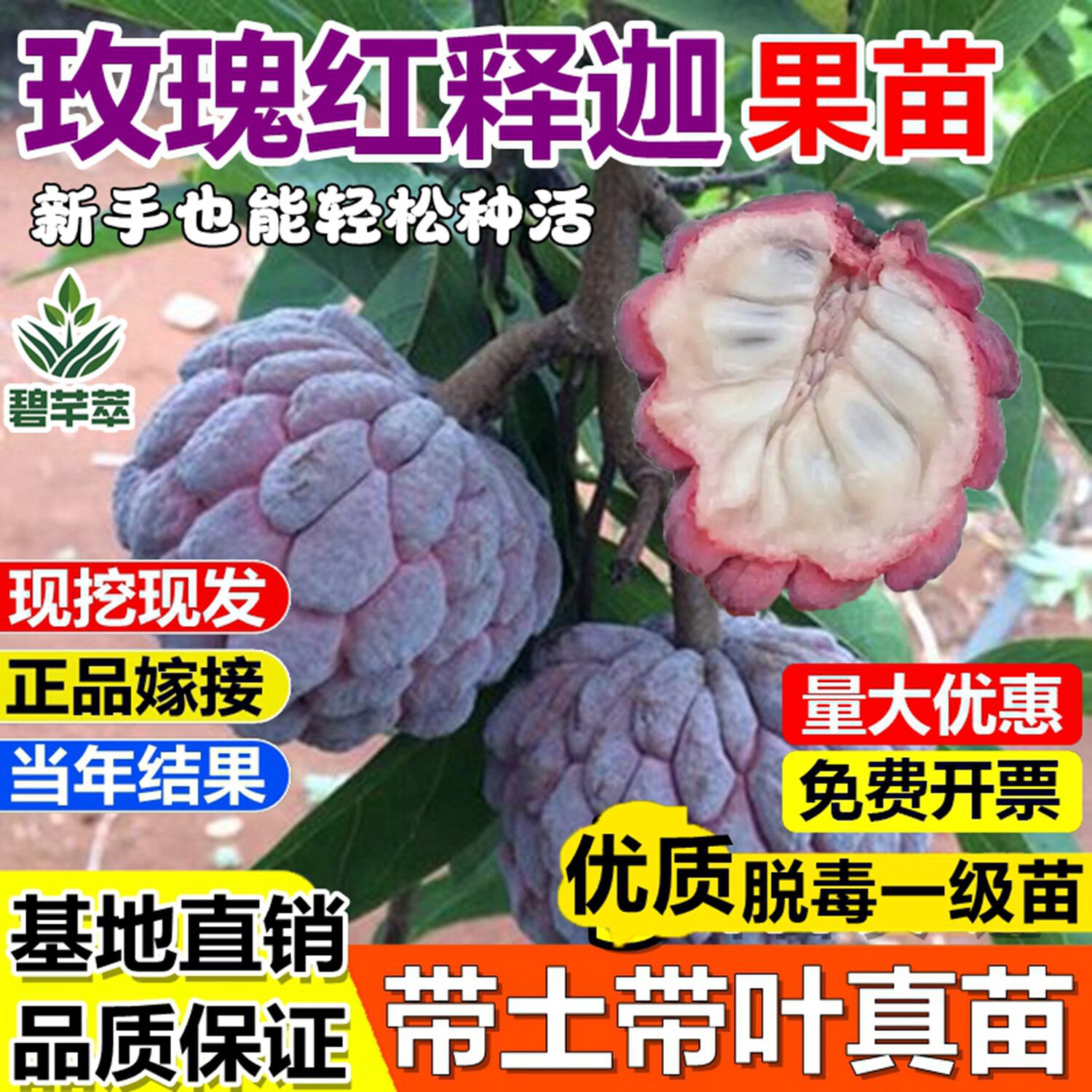 玫瑰红释迦果嫁接树苗台湾凤梨牛奶释迦番荔枝南北方种植当年结果