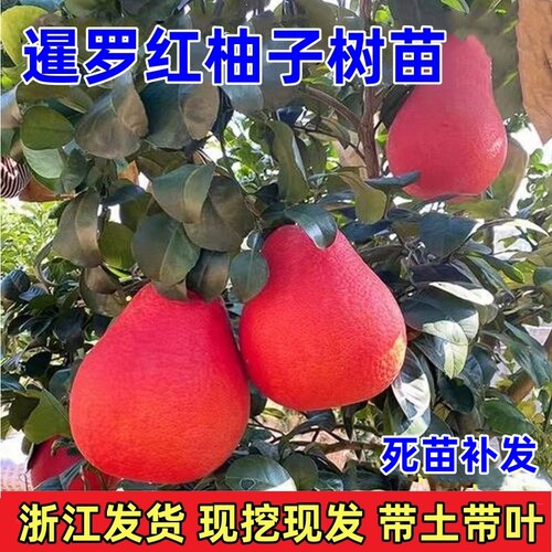 柚子树苗泰国三红柚苗暹罗红柚果树苗南方庭院阳台栽种大苗带土球