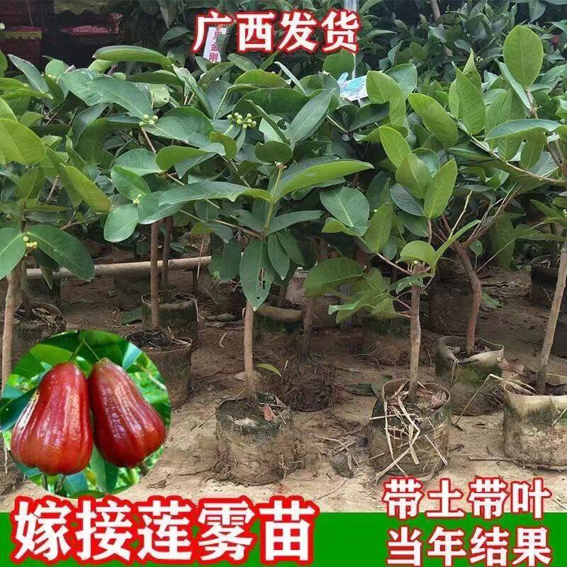 黑金刚莲雾果树苗大叶红台湾莲雾嫁接苗南方北方盆栽地栽当年结果