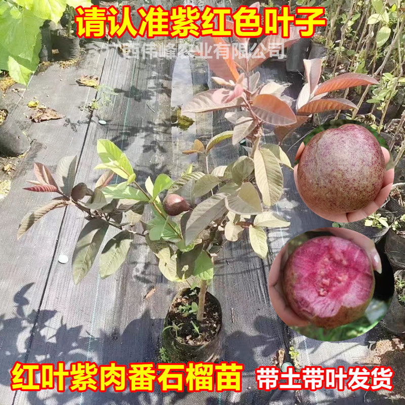 红叶紫肉番石榴苗嫁接特大紫色红肉芭乐四季梨地栽盆栽当年结果树