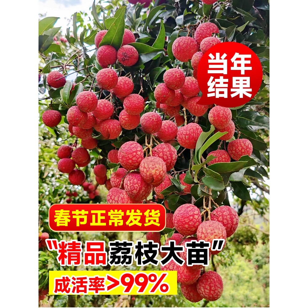 妃子笑荔枝树苗无核桂味糯米糍嫁接水果盆栽南北方种植物当年结果