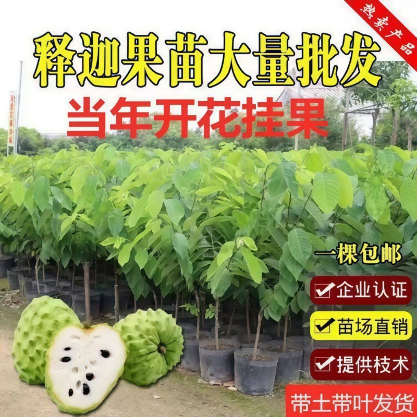 台湾凤梨释迦苗牛奶释迦苗嫁接果树苗大果新款黄龙释迦果番荔枝苗