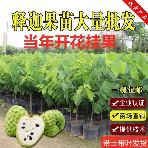 台湾凤梨释迦苗牛奶释迦苗嫁接果树苗大果新款黄龙释迦果番荔枝苗