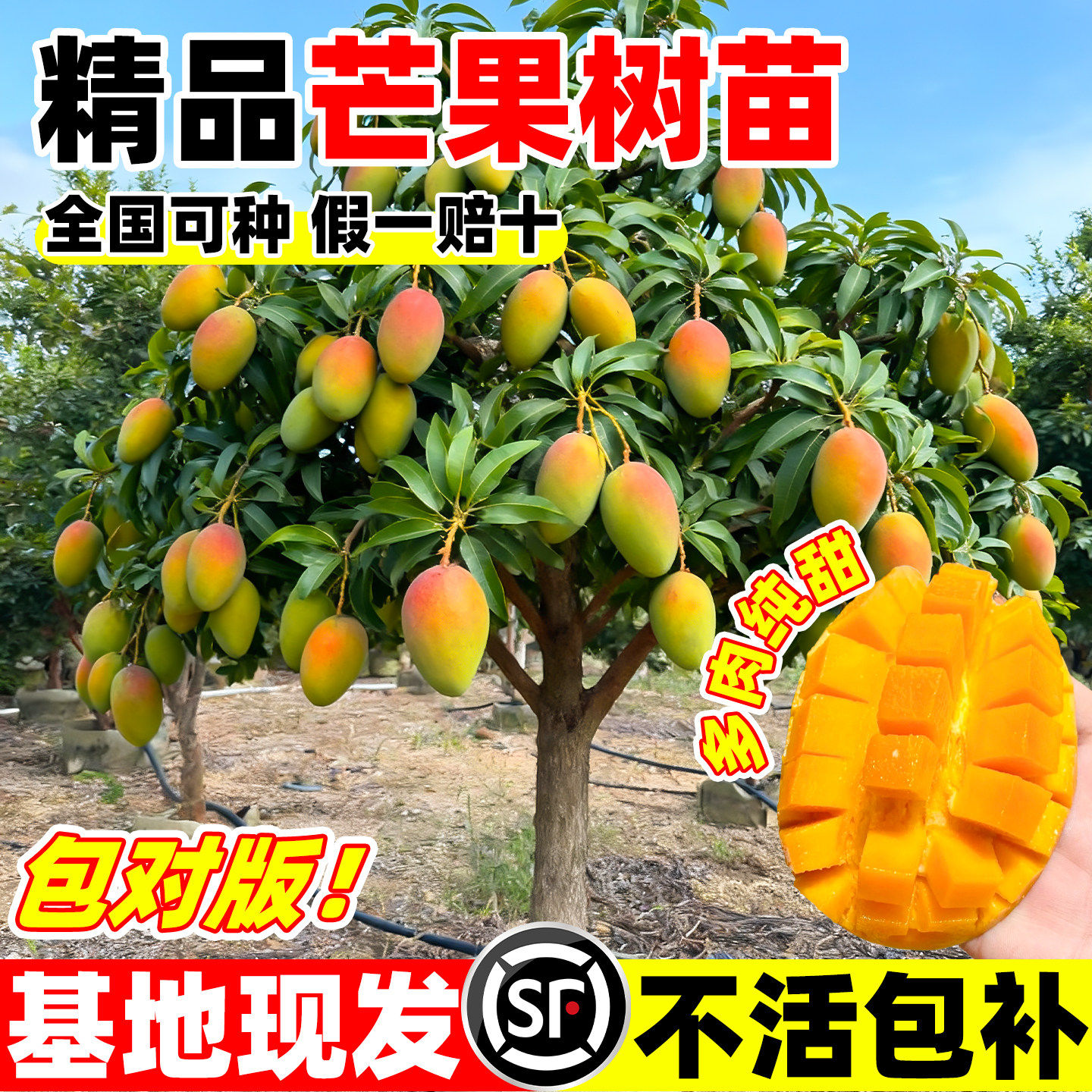 精品芒果树嫁接金煌芒四季芒果树红贵妃对版包活好养庭院阳台盆栽