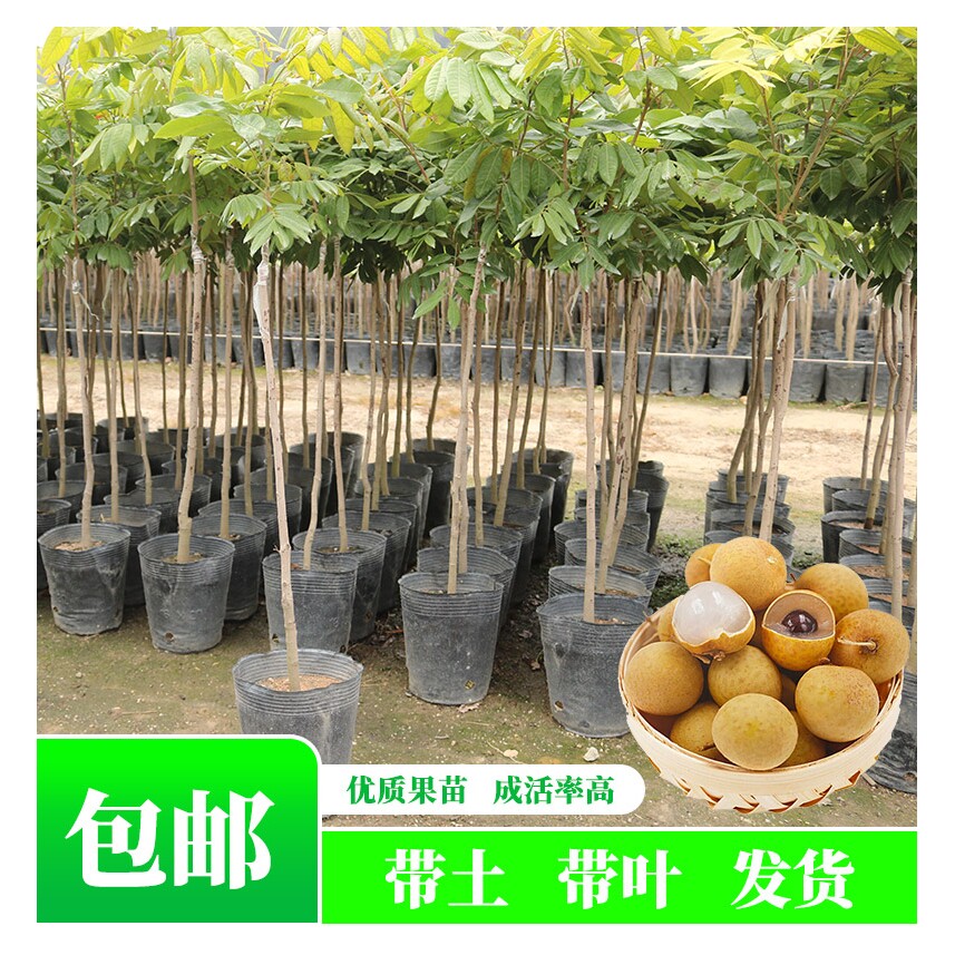 石硖龙眼树苗四季种植地栽水果树苗储良桂圆核小肉多苗木园林基地