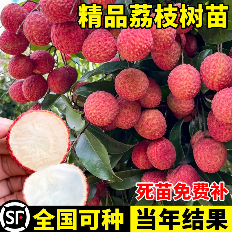 荔枝树苖无核桂味果树盆栽妃子笑水果树苗仙进奉嫁接果苗当年结果