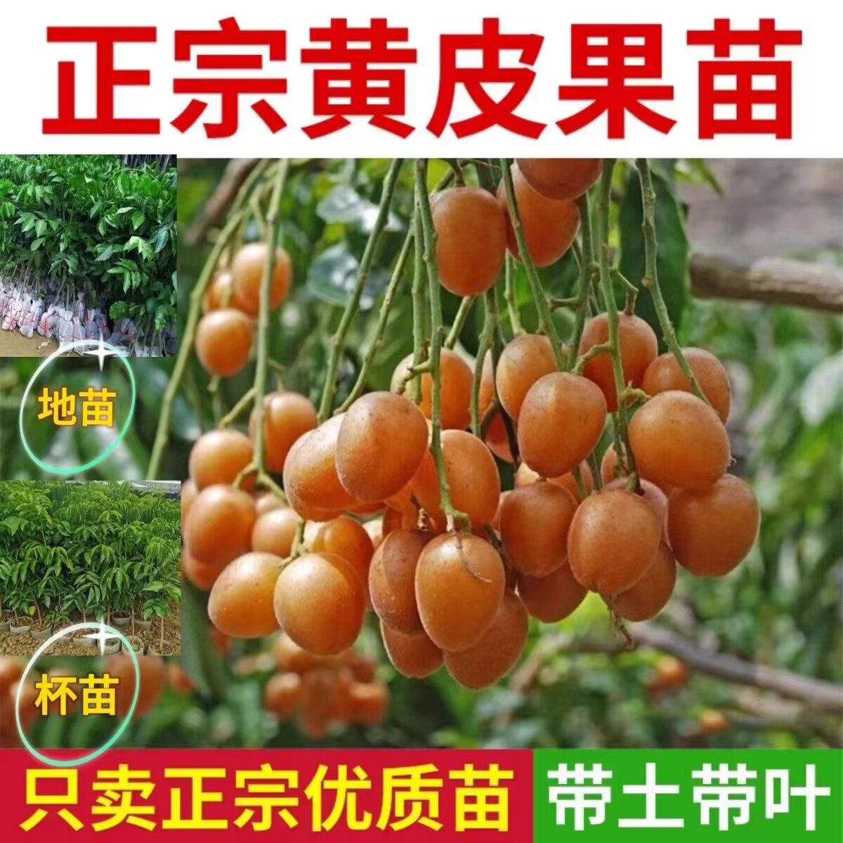 正宗黄皮树苗嫁接鸡心无核香蜜黑黄皮果树苗阳台庭院种植盆栽地栽