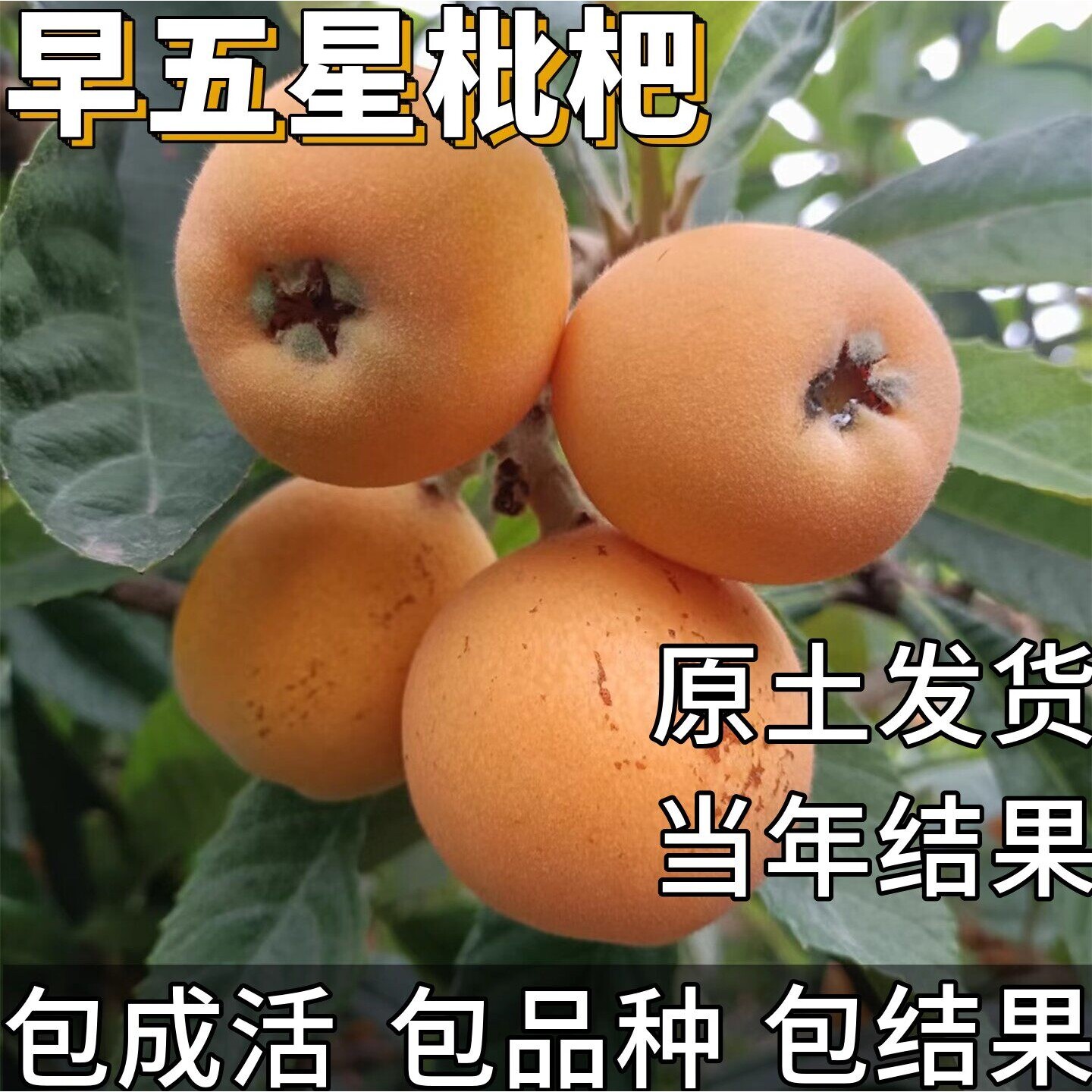 早五星枇杷苗南北方耐寒枇杷树果苗大果盆栽矮化嫁接杯苗当年结果
