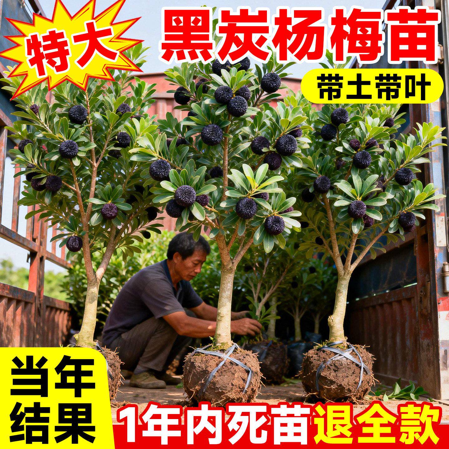正宗黑炭杨梅树大树苗东魁特大杨梅嫁接果树苗庭院南北方四季种植