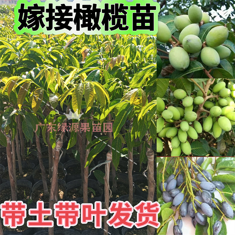 甜种橄榄树苗潮汕正宗苏州甘甜橄榄果苗青橄榄三棱橄榄乌黑橄榄苗