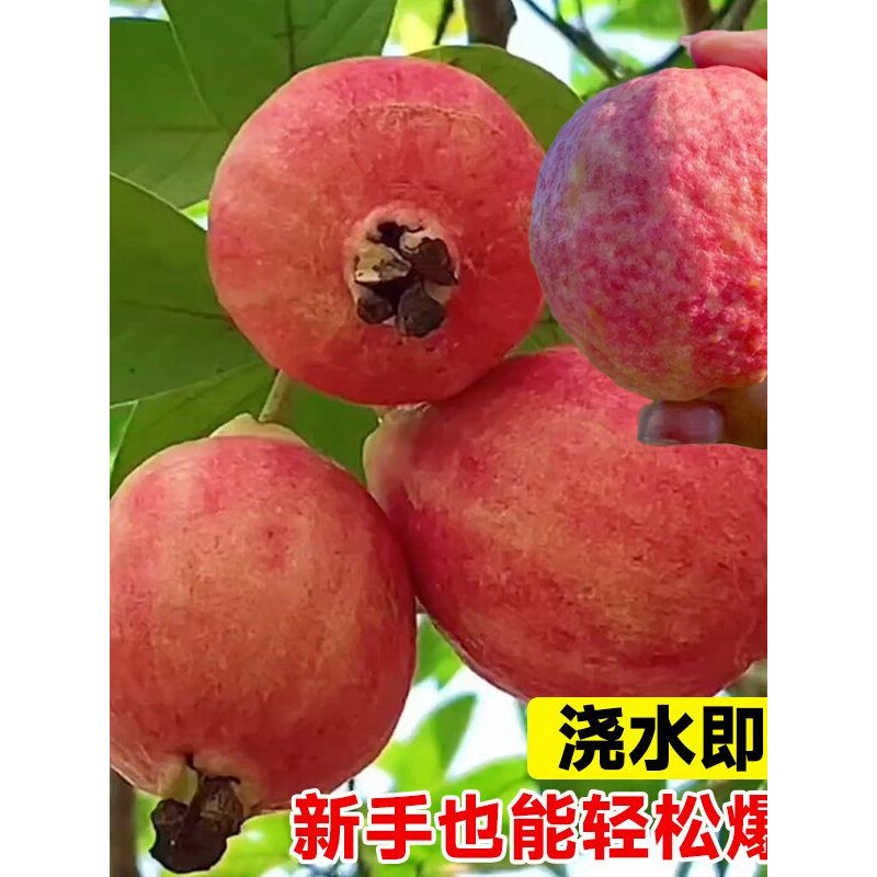 胭脂红番石榴树果苗广东本地红宝石芭乐树苗红心南北方种四季大全